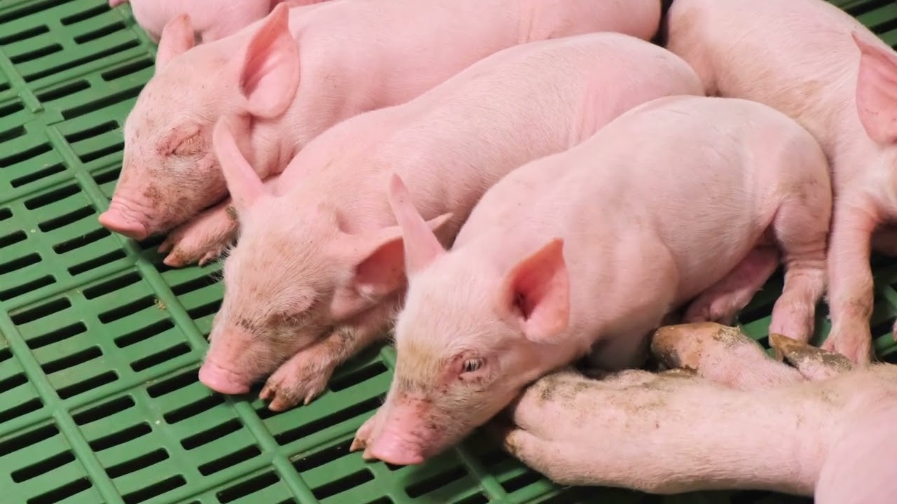 A NAGISZ új sertéstelepe Békéscsabán