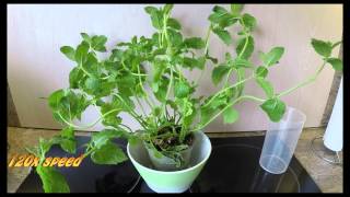 Mint Timelapse