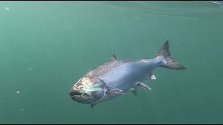 Underwater Salmon Bites. We put a Go Pro on a DOWNRIGGER Ball! screenshot 4