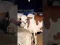 Northern Bypass Cow and Cattle Mandi 2026 Karachi The heaviest Calf in the Market #cow#bull #eid