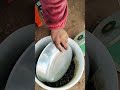 Seasonal insects (សត្វខ្ញុង)