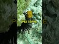 LOS ANIMALES ACUATICOS MAS PELIGROSOS DEL MUNDO #shorts