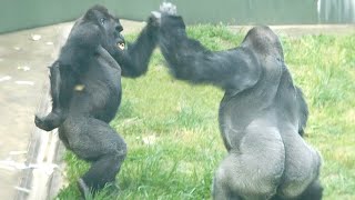 Silverback Gorilla Frustrated by Young Male | The Shabani Group