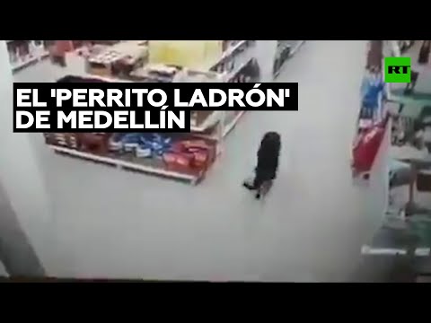 El 'perrito ladrón' de Medellín que enamora a la Red