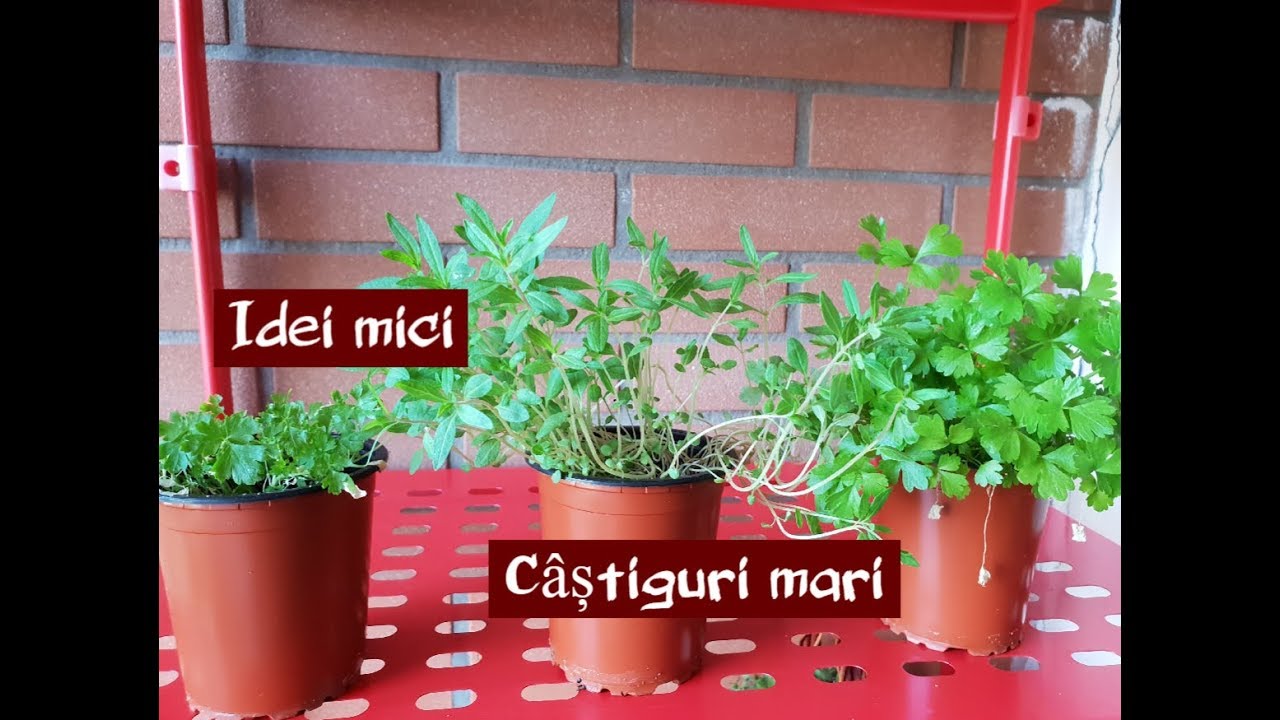 Meniul nostru pe o săptămână si alte trucuri families for children