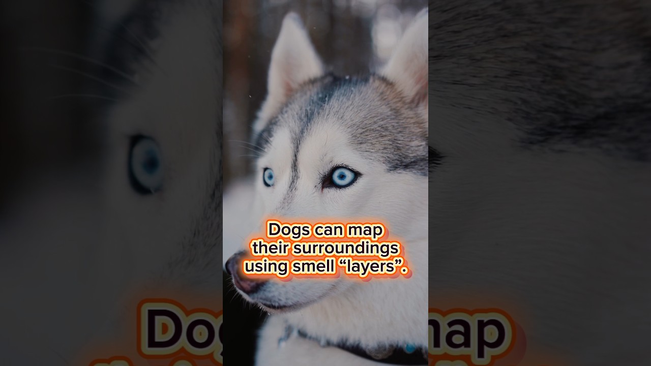 Dogs can map their surroundings using smell “layers” 