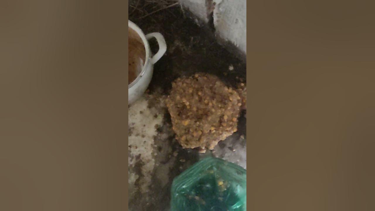 Каки Собаки🤢 - YouTube