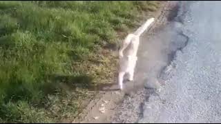 Cat majini in Mombasa