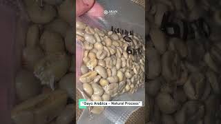 [AKAN COFFEE] Preparing 3 Gayo Arabica samples for a customer today.