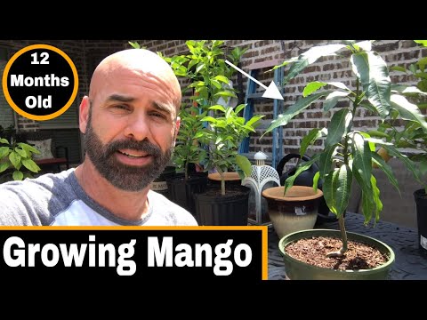 How To Grow A Mango Tree From Seed - 12 Months Old!