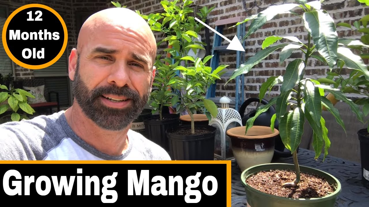 How To Grow A Mango Tree From Seed - 12 Months Old!