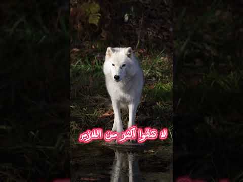 تعلم من الذئب ثلاث نصائح ملهمة من الذئب يجب عليك التحلي بها حكمة اليوم اقوال وحكم 