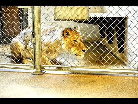 Vídeo: Avaliação Do Zoo Keeper