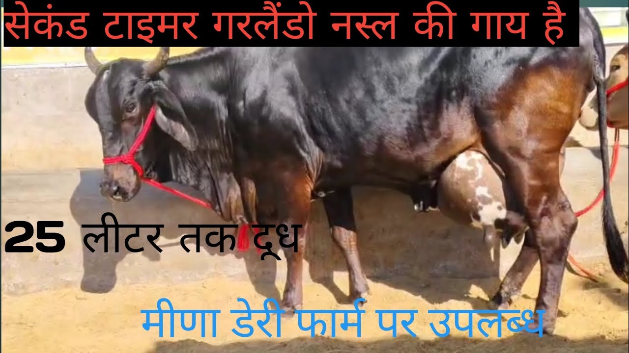 सेकंड टाइमर गरलैंडो नस्ल की गाय हैं 25 लीटर तक दूध | मीणा डेरी फार्म पर उपलब्ध