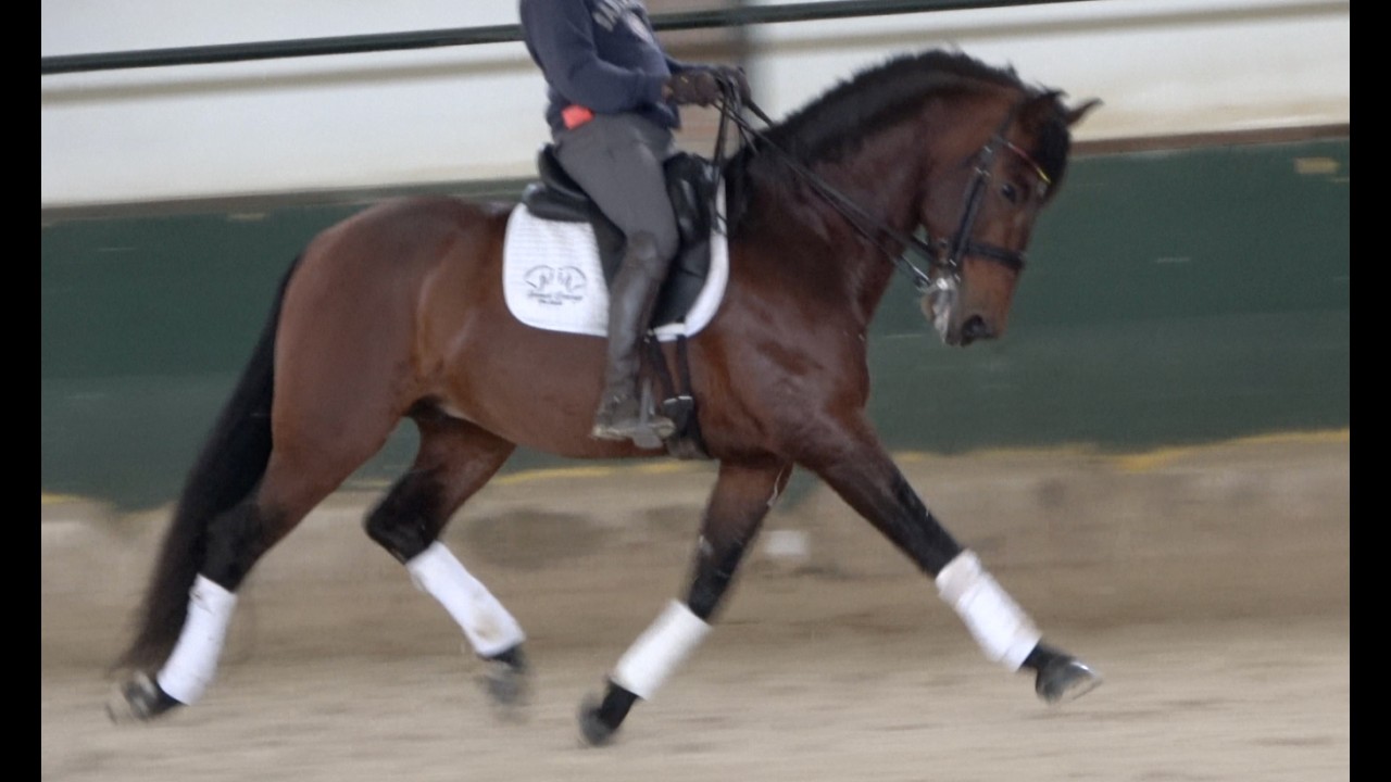 ANGELO 2019 , PRE - Andalusian stallion , February 2026