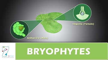 BRYOPHYTES