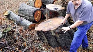 85y Oak tree large pieces for woodworking makers