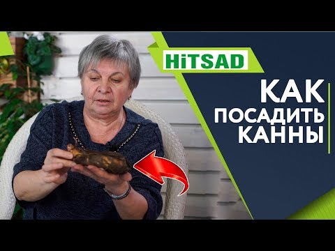 Как ПРАВИЛЬНО Посадить Канны 🌺 ПРАВИЛЬНЫЙ Уход 🌺 Цветоводство с Хитсад ТВ