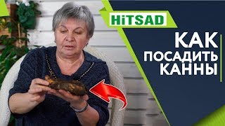 Как ПРАВИЛЬНО Посадить Канны 🌺 ПРАВИЛЬНЫЙ Уход 🌺 Цветоводство с Хитсад ТВ