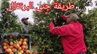 طريقة جني البرتقال🍊 في احد الضيعات في منطقة الغرب سيدي عبد العزيز  ( خيرات بلادي) 🍊🍊