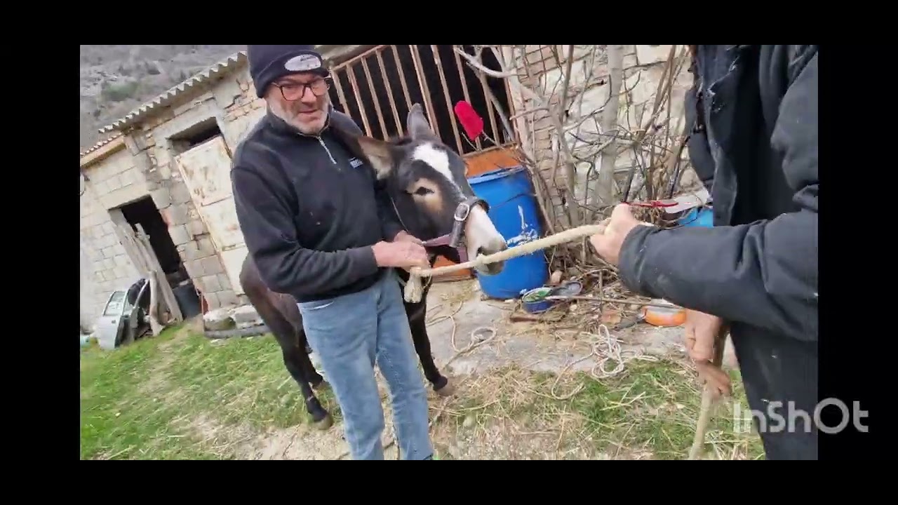 Buon pomeriggio a tutti oggi Jimmi ci saluta va in un'altra casa a Filottrano.🫏 ❤️🫏❤️