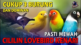 Cukup isian 3 Burung dan Dominan pasti mewah di arena lomba | Masteran Cililin lovebird kenari