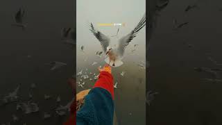 Moha Kumbh Mela 2025