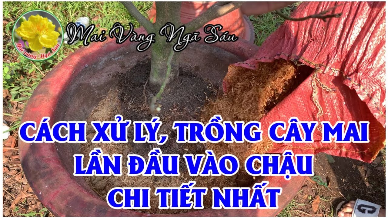 Chia sẻ chi tiết cách xử lý và trồng cây mai vào chậu tốt nhất