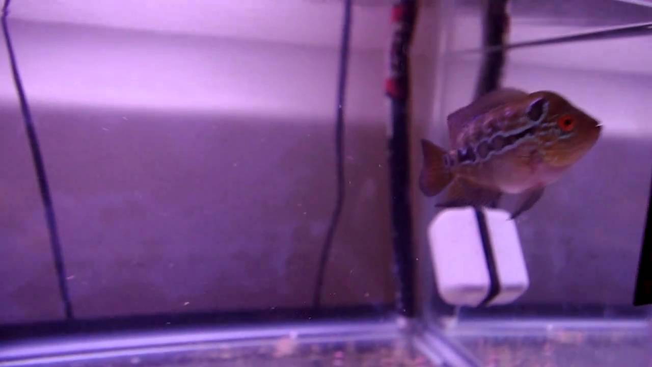 camera iphone 8 plus apk Small male red dragon/ZZ flowerhorn