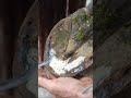 Horse Hoof Cleaning Full Video On The Channel Shorts Farrier Satisfying Asmr Horse Hoof Cleaning Full Video On The Channel Shorts Farrier Satisfying Asmr