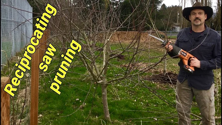 Fruit tree pruning with a reciprocating saw.  Is it a good idea?
