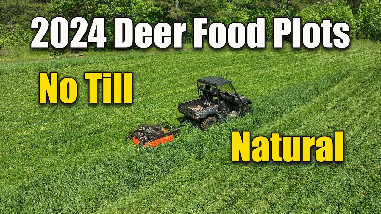 Deer Food Plots Natural No Till Cut Them Often YouTube deer-food-plots-natural-no-till-cut-them-often-youtube
