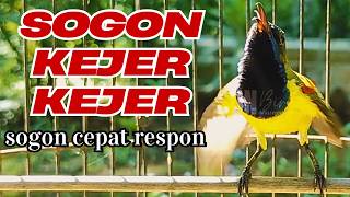SOGON JANTAN NEMBAK KEJER BIKIN EMOSI 😡 Sunbird Jantan Panggilan Gila Mode Pertarungan