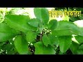 জেনেনিন মহাঔষধি গাছ পাথরকুচি পাতার অবিশ্বাস্য ঔষধি গুণাগুণ !! পাথরকুচি পাতার গুণাগুণ