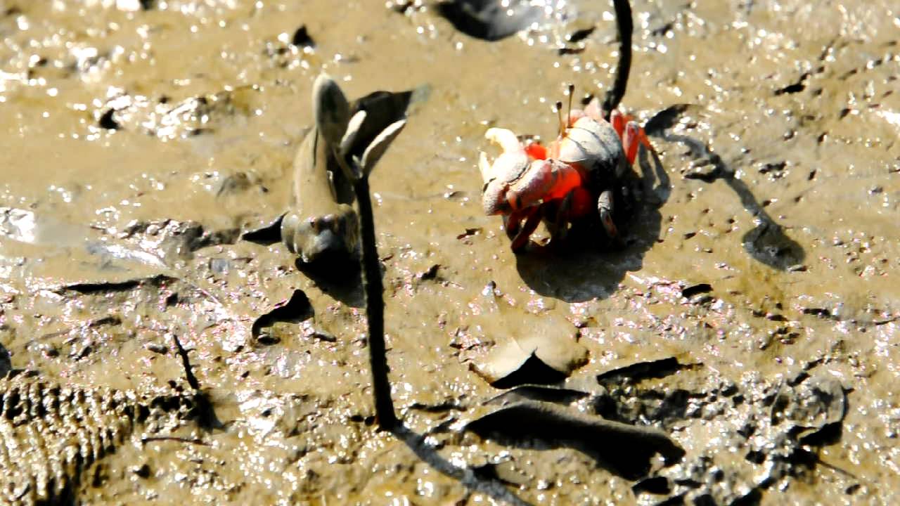 弧邊招潮蟹vs大彈塗魚 濕地公園 Youtube