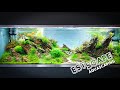 Estscape aquascaping  3 mois plus tard  big tank aquascape