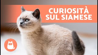 10 CURIOSITÀ sui GATTI SIAMESI  Scoprilo!