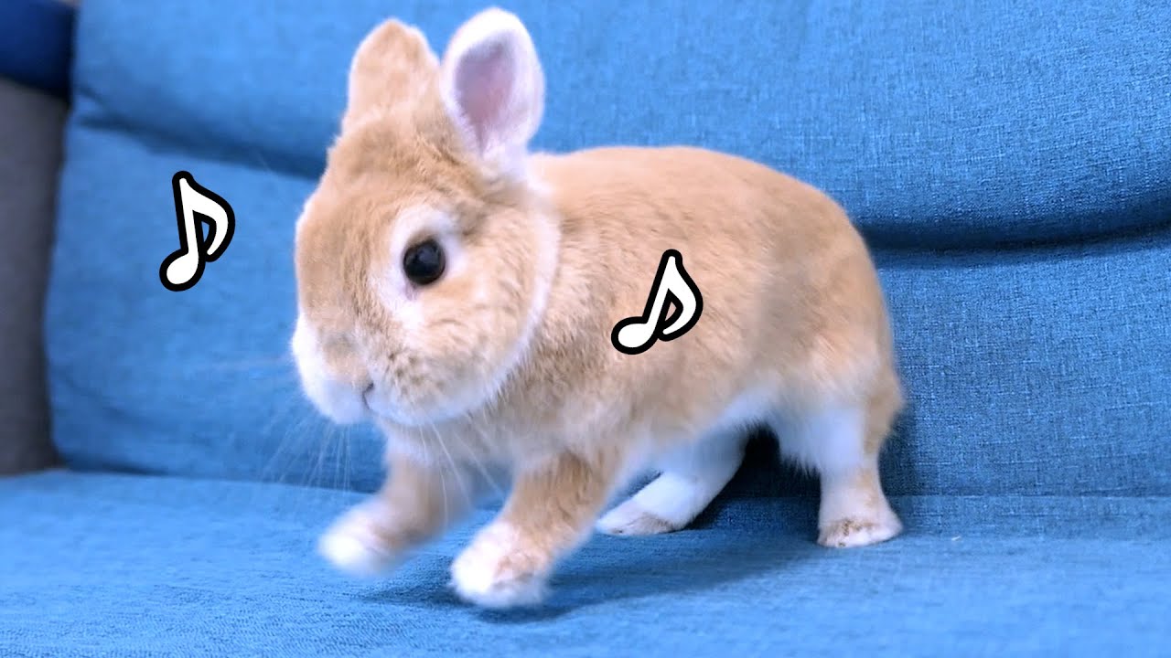 maxresdefault.jpg
