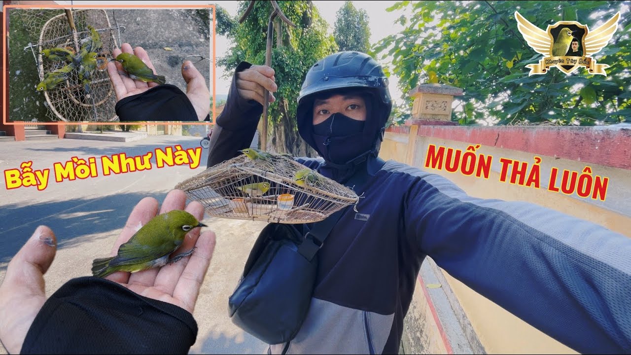 Поимка стаи бульбюлей в легендарной клетке GIA LAI и спасение птиц обратно в природу | KTB