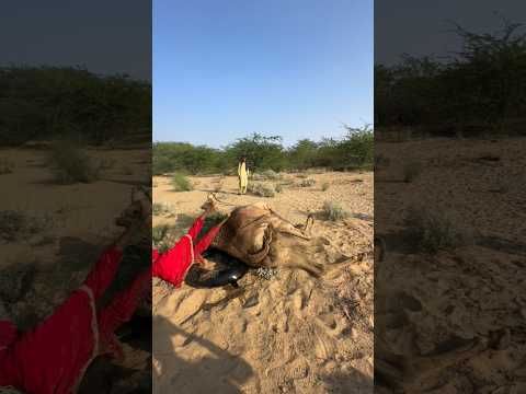 فتاة صحراوية مستلقية على الأرض مع جمل