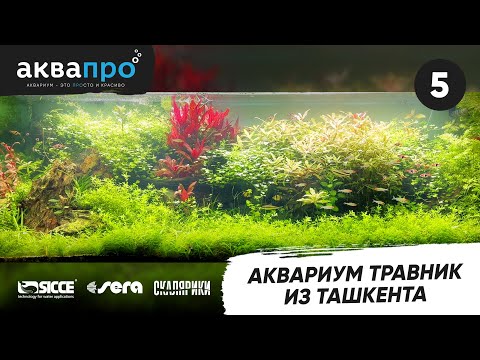 Видео: 5. Аквариум травник из Ташкента #АкваПро