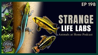 Unlocking the Synergy Between Reptile and Fish Keeping | Strange Life Labs