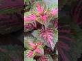 Coleus plants 🌱 # #garden #ytshorts #viral #gardening #youtube #trending #new #post #youtuberlife