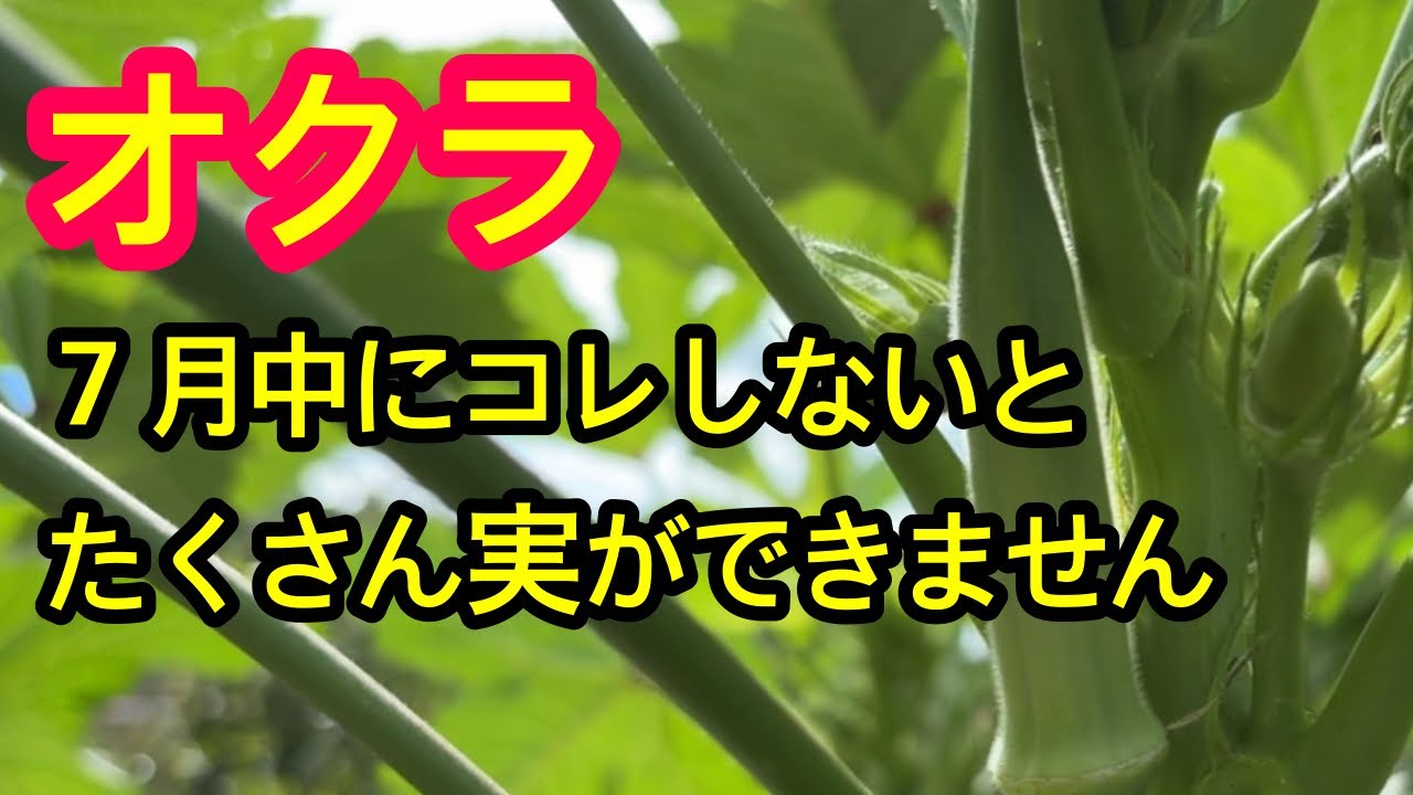 オクラ 専用 問い合わせページ Okra] To keep your okra fruiting well after August, be sure to do