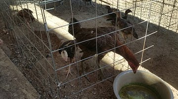 Me Nyuam Qaib Vajtswv