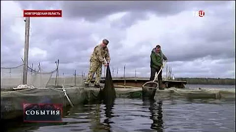 В Новгородской области научились разводить сибирского осетра