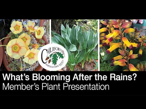 Video: Informazioni sulle piante di Luculia - Suggerimenti per la coltivazione di piante di Luculia