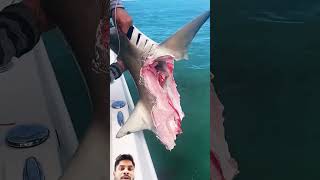 Download Lagu WOWWW it’s a shark eat shark world #fishing #sharks #subscribe MP3