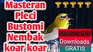 Masteran pleci bustomi nembak Koar-koar