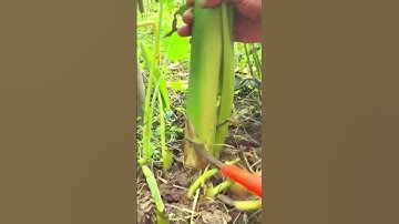 Easy way to cut taro leaves with sharp tools #shorts